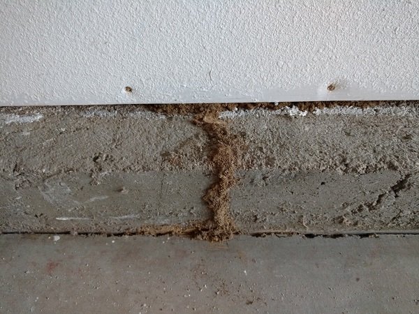 Subterranean termite mud tube running up a home's foundation wall