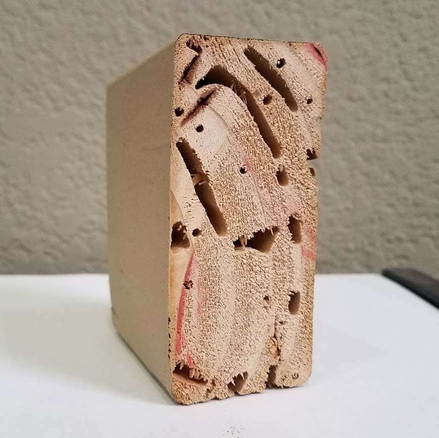 Cross-section of wood hollowed out by termite galleries