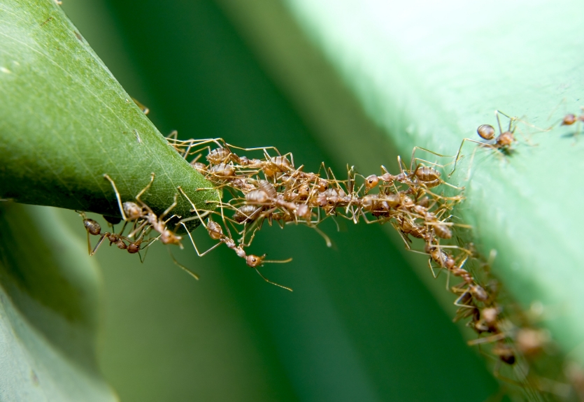 Close-up of a trail of ants along a green leaf, one of the common household pests we treat in Chino Hills