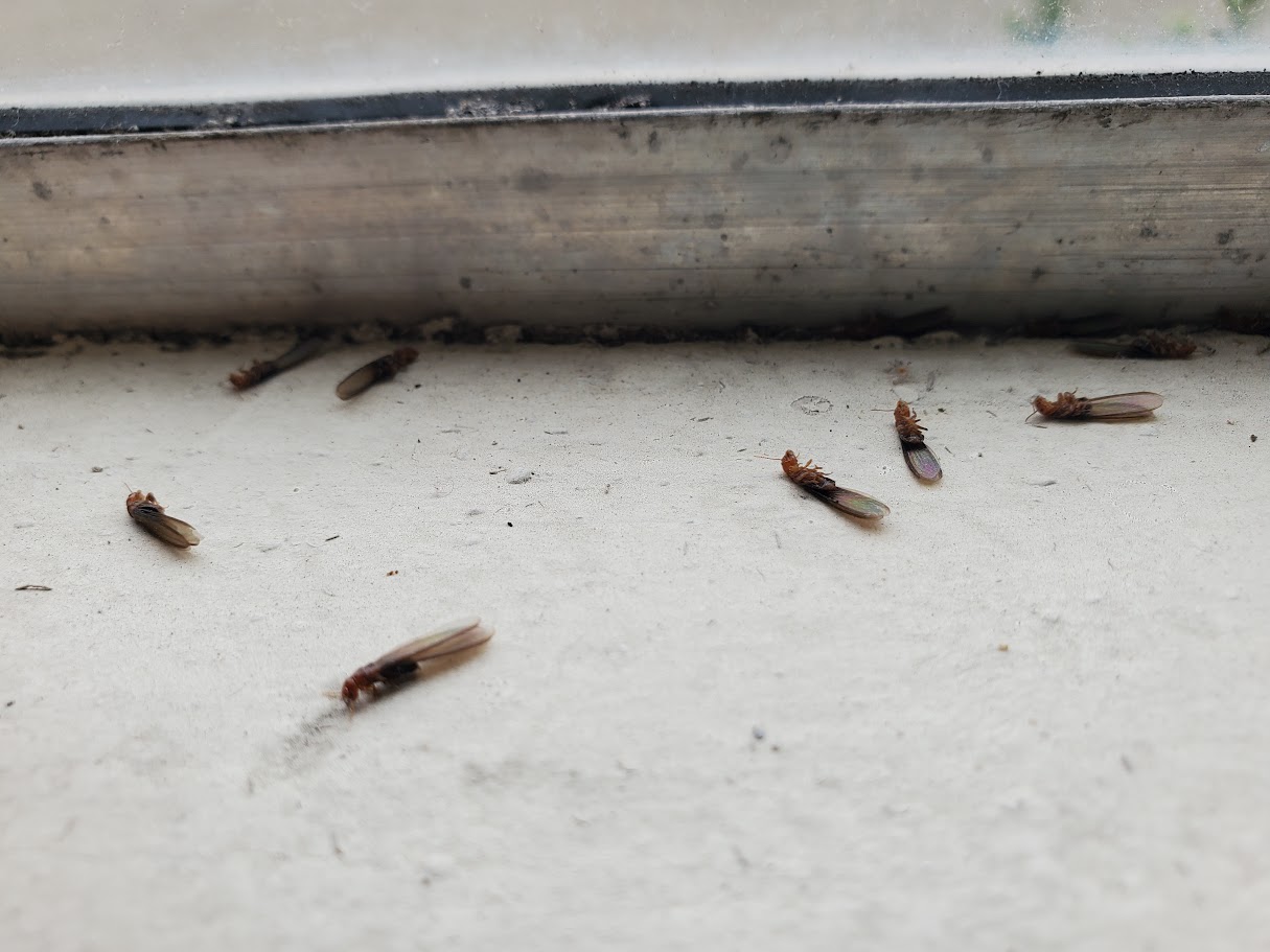 Dead termite swarmers with wings on a windowsill after a swarm