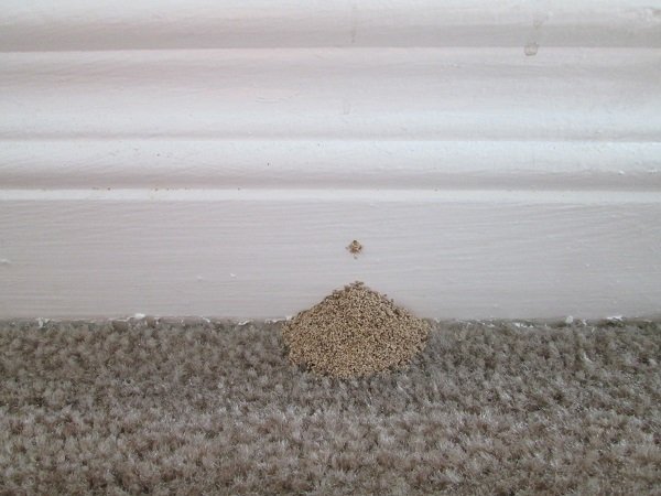 Pile of drywood termite pellets (frass) on carpet below a baseboard