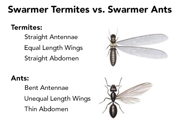 termite vs ant