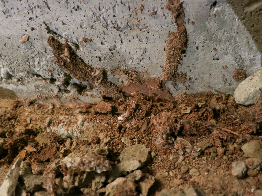 subterranean termite