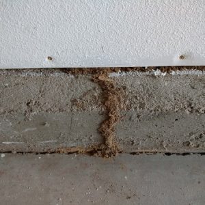 Subterranean termite mud tube on house foundation