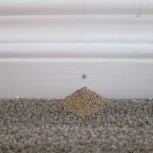 Baseboard with ejected drywood termite droppings