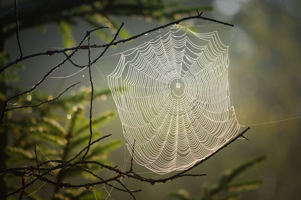 cobweb, spider, web