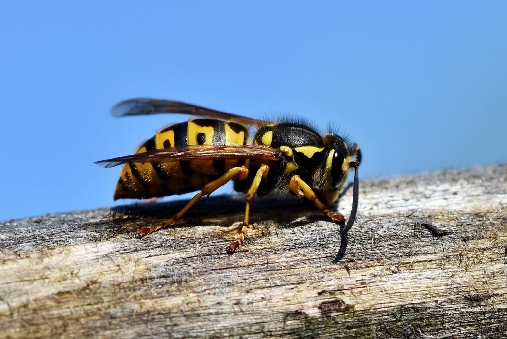 hornet, insect, wasp