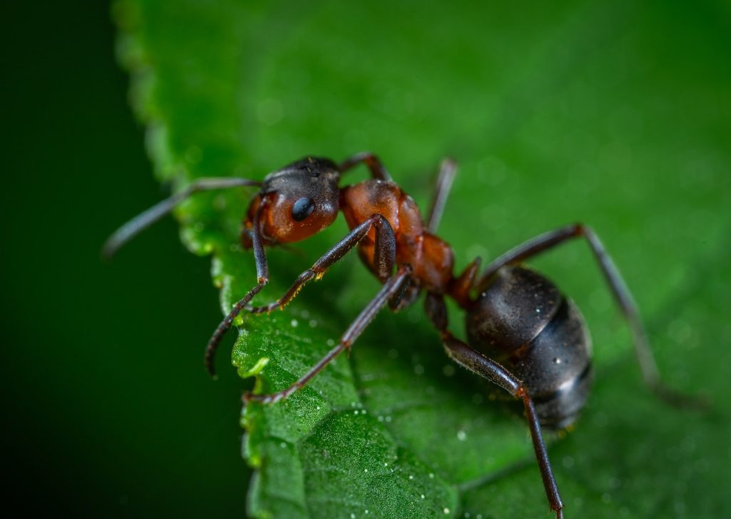 macro, insect, ant