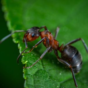 macro, insect, ant
