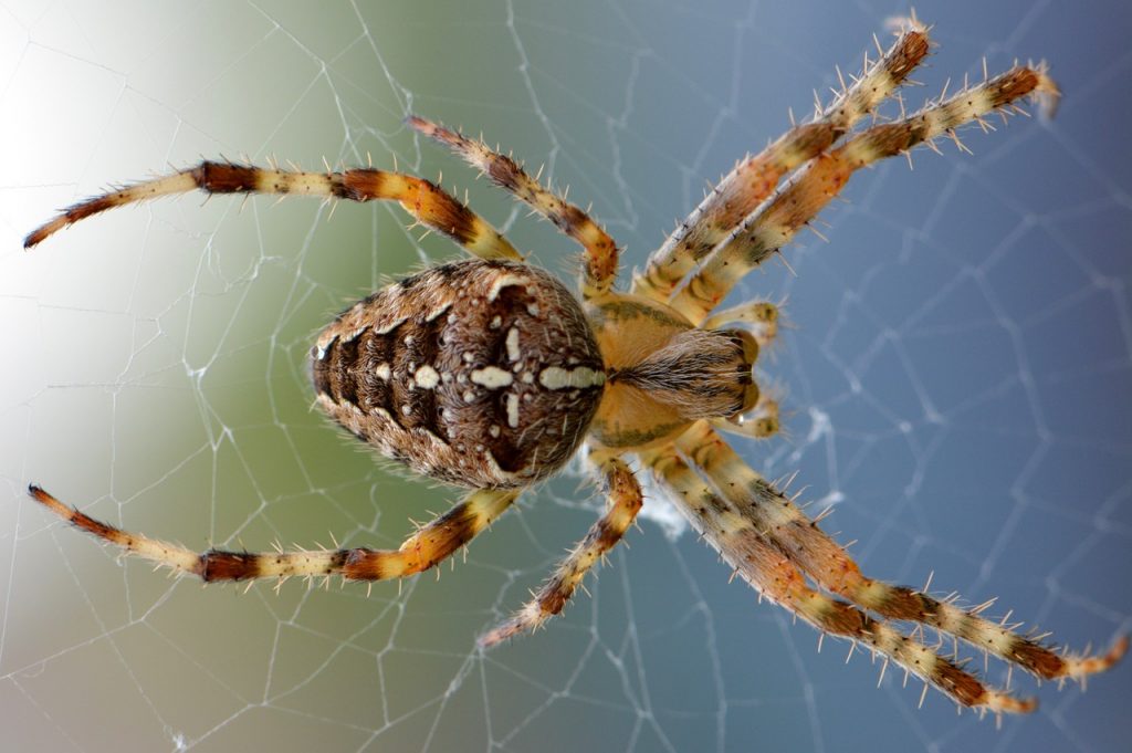 spider, arachnid, spider web