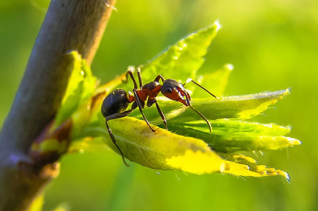ant, nature, macro-947402.jpg